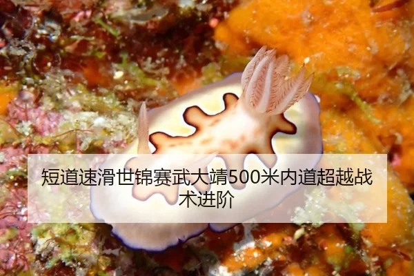 短道速滑世锦赛武大靖500米内道超越战术进阶